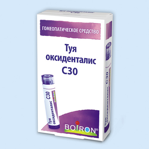 Туя оксиденталис